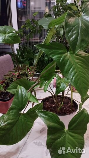 Сингониум, колеус, ахименесы