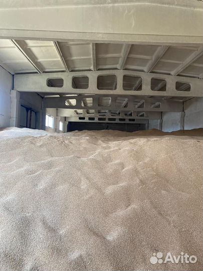 Зерно пшеница