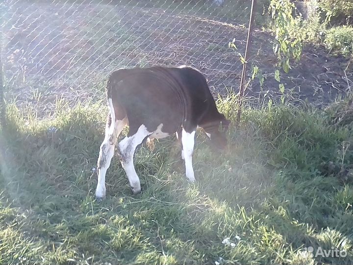 Бычок на мясо