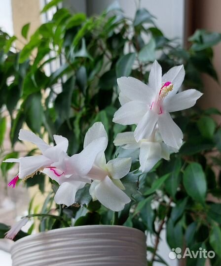 Белый декабрист (шлюмбергера)