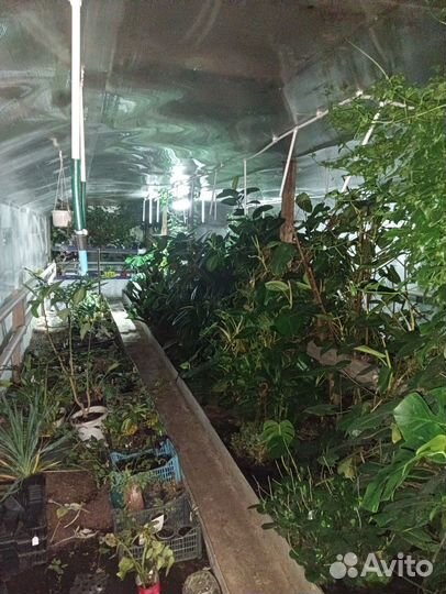 Комнатные цветы