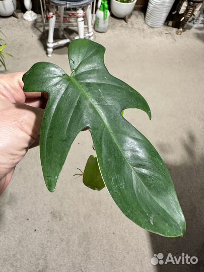 Филодендрон маска