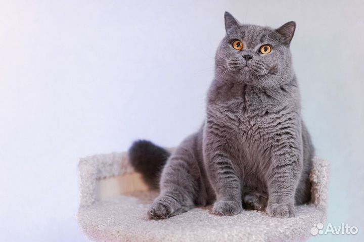 Британский Длинношерстный котенок Эдвард