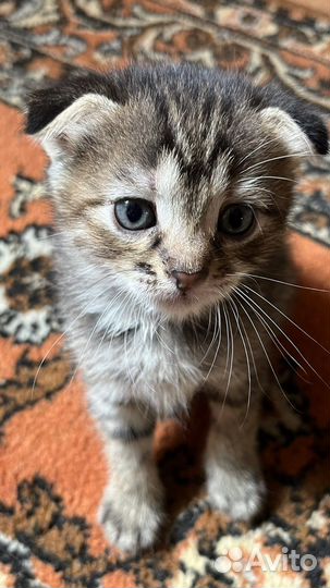 Малышка в добрые руки