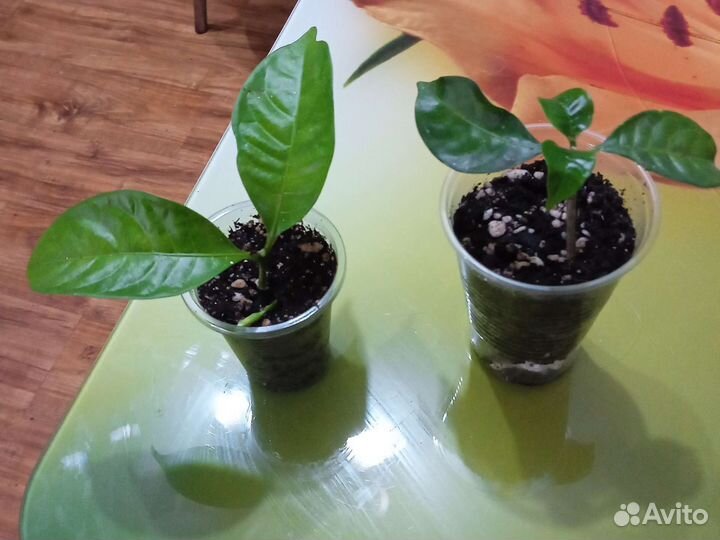 Табернемонтана, абутилон Тигр, монстера Манки