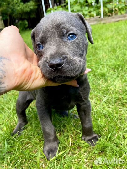 Щенки прайтера