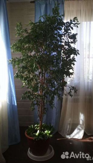 Комнатные растения