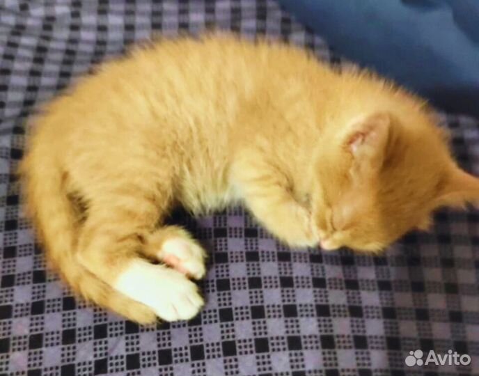 Котята от домашней кошки