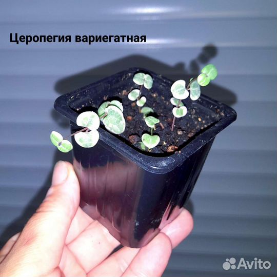Комнатные цветы. Хойя