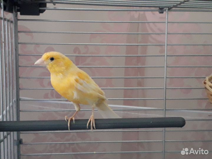 Кенар и канарейка
