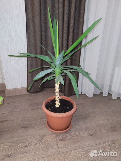 Пальма юкка