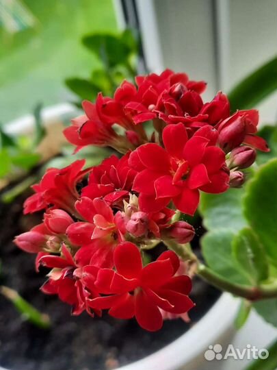 Каланхоэ цветущий