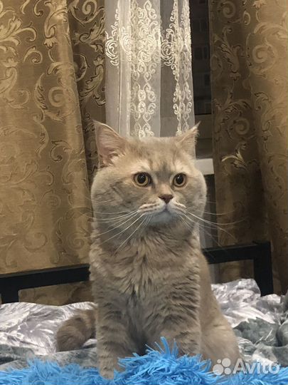 Шотландский кот на вязку