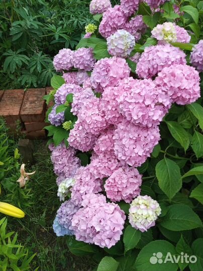 Гортензия крупнолистная саженцы