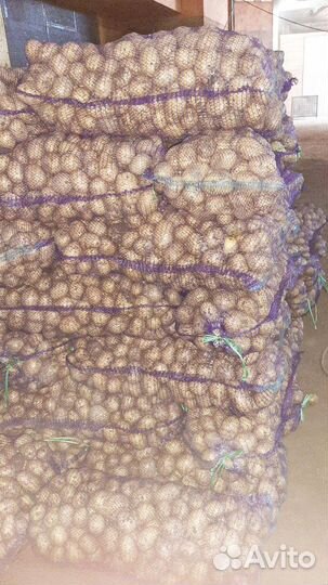 Картофель оптом