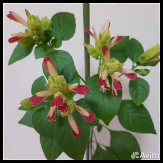 Руэллия, белопероне руж