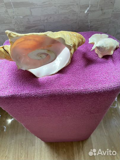 Морские ракушки раковины