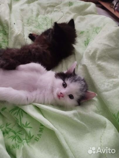 Кошки бесплатно