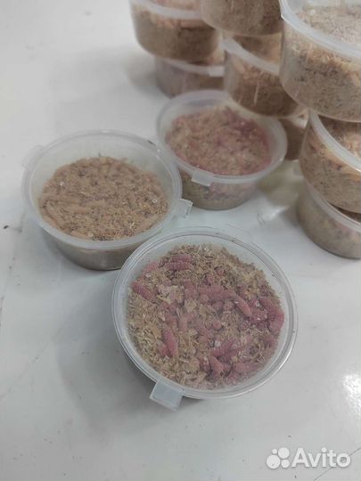 Червь, опарыш для рыбалки