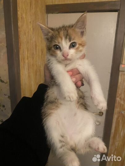 Кошки в добрые руки бесплатно