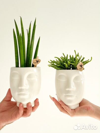 Растения в подарочном керамическом кашпо Лицо