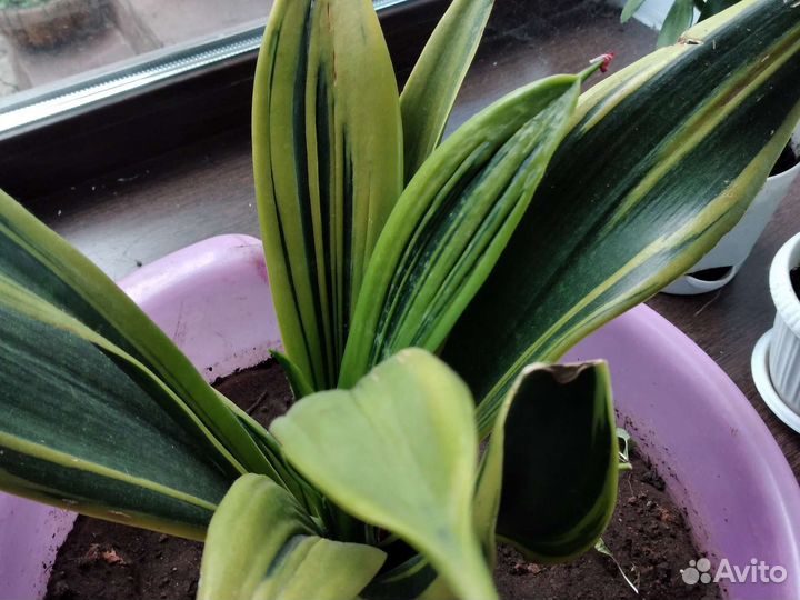 Сансевиерия голд флэйм,голд диамонд,грей страйп