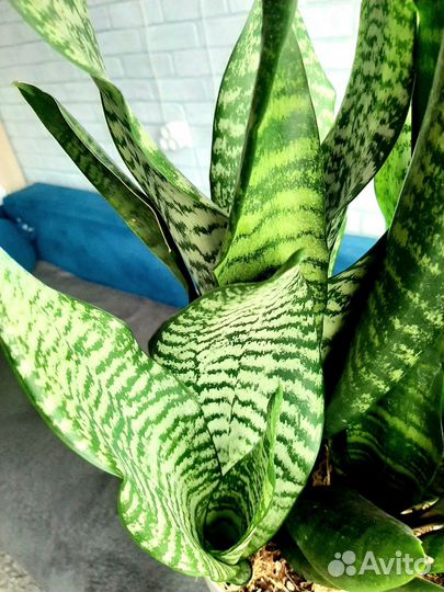 Сансевиерия Зейланика