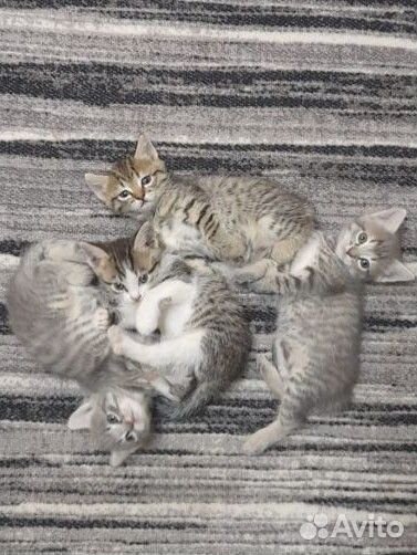 Кошка кот котенок