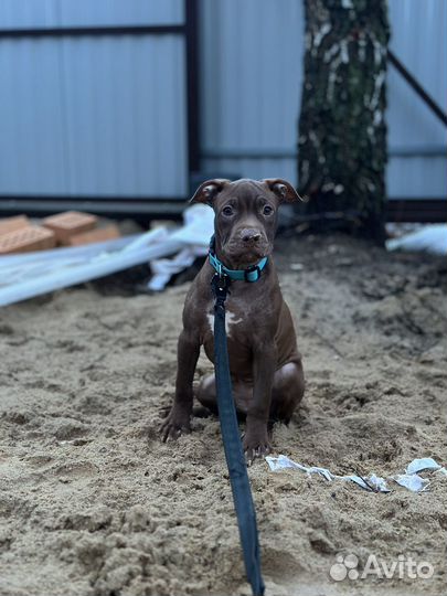 Щенки питбультерьера