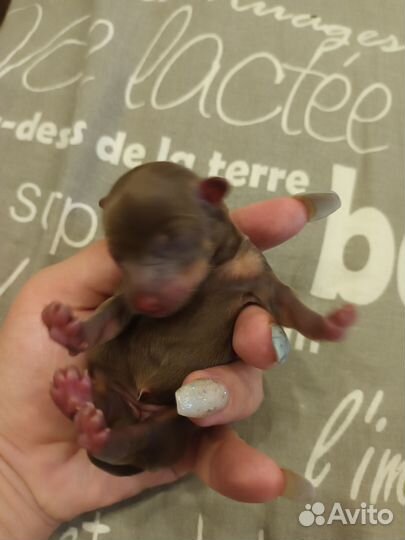 Щенки мини той-терьер