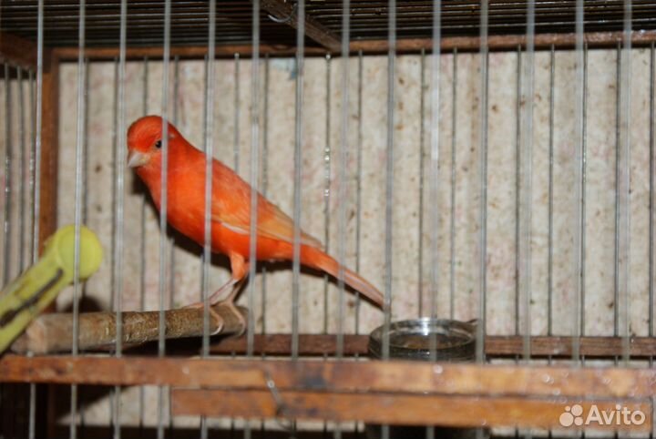 Певчие кенари