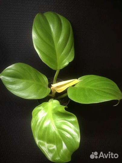 Филодендрон Голден Мелонона / Муса, Медуза