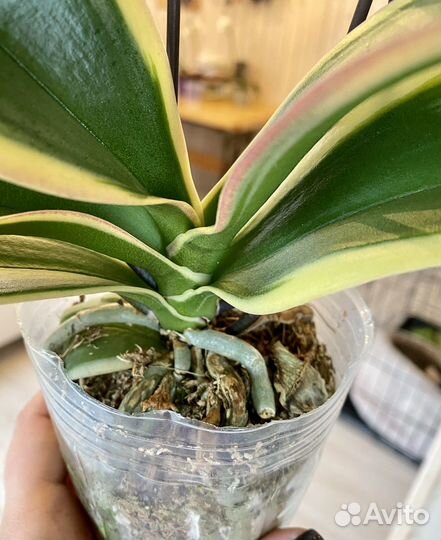 Орхидея вариегатная пелор