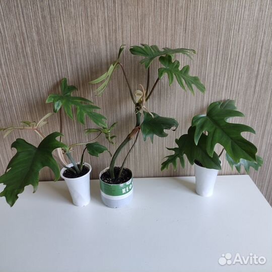Филодендрон лучистый