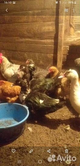 Семья индоуток