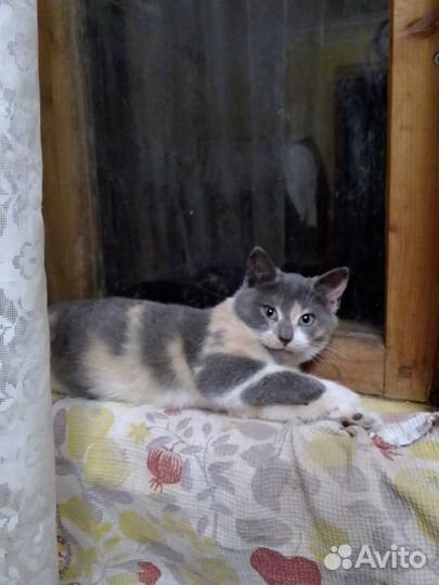 Поющая кошечка