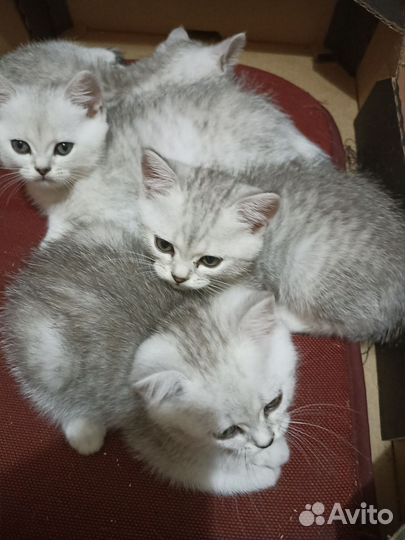 Шотландские котята (мальчики)