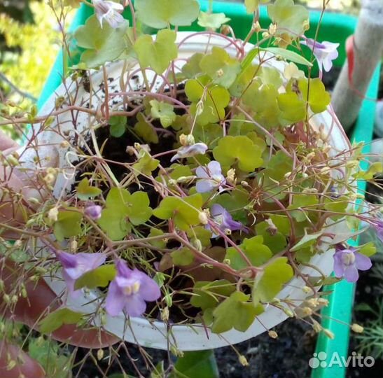 Цимбалярия постенная