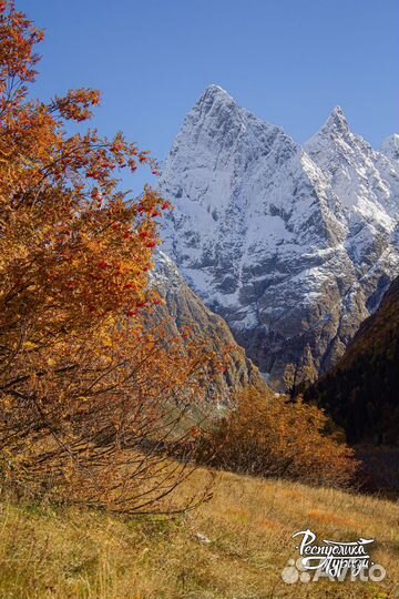Домбай с Альпаками