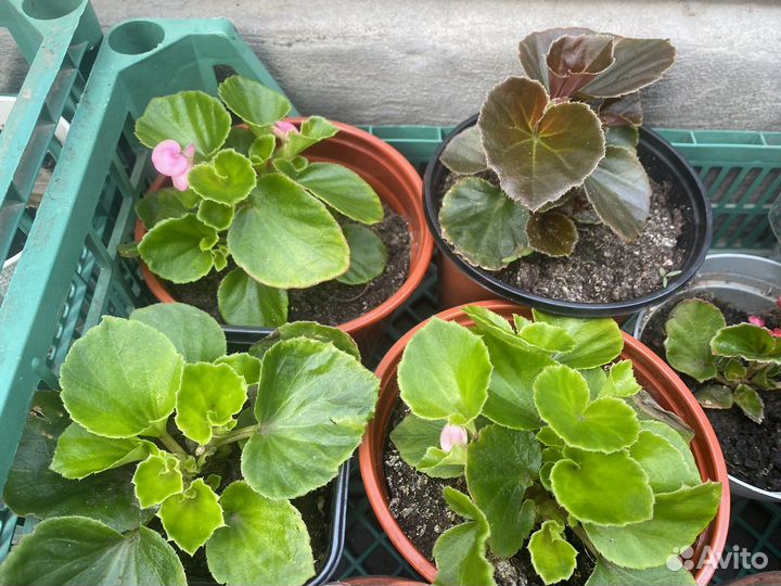 Бегония вечноцветущая махровая