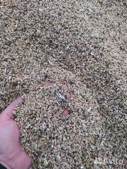 Зерноотходы