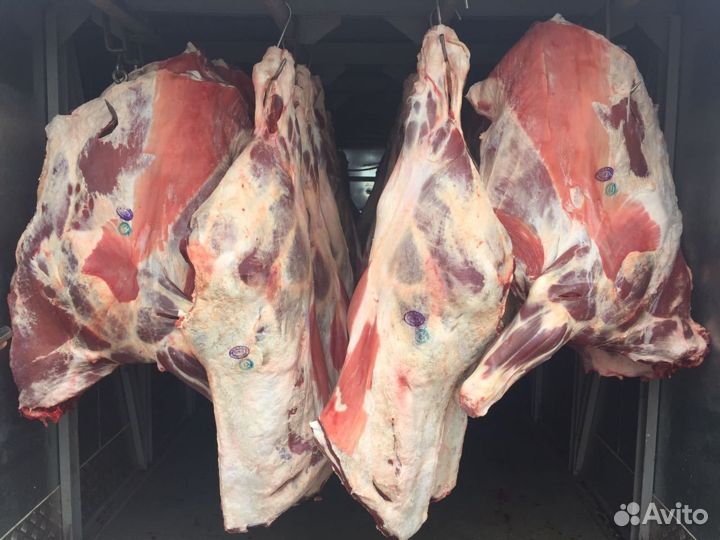 Продам мясо говядина
