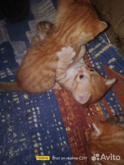 Котятки табби в добрые руки
