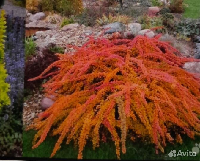 Растения для сада