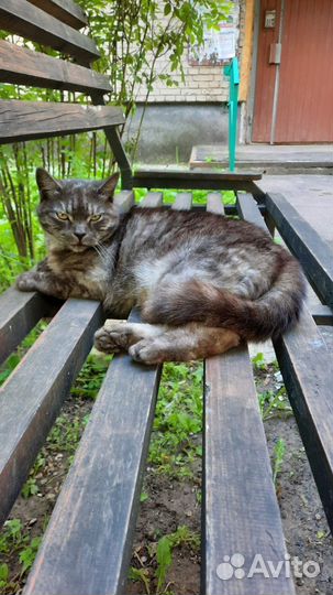 Кошка в добрые руки