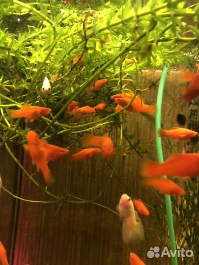 Аквариумные рыбки, креветки, оборудование