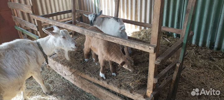Продаются молодые козы