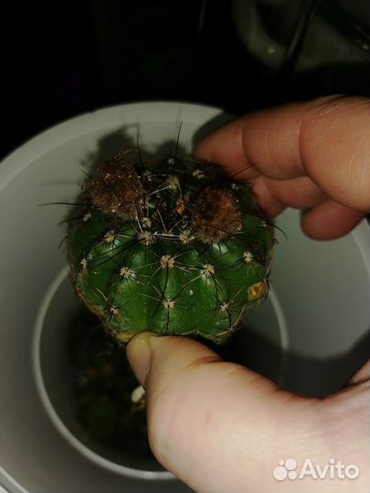 Нотокактус