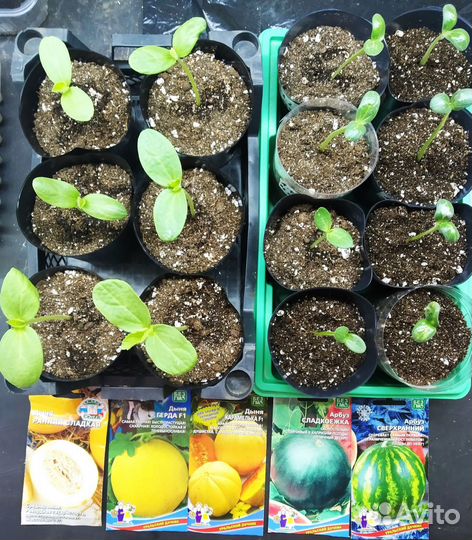 Рассада томатов,патиссонов,дыни, арбузов