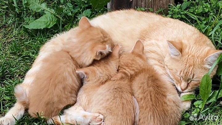 Котята в добрые руки